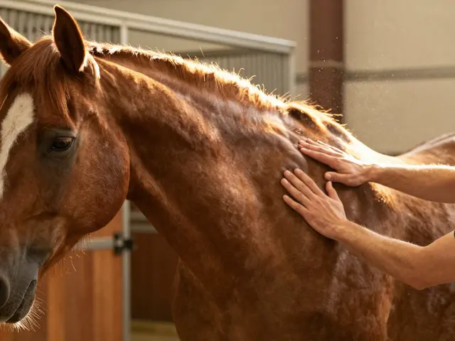 Co se masíruje u koní, aby se uvolnily svaly a zlepšila pohyblivost?